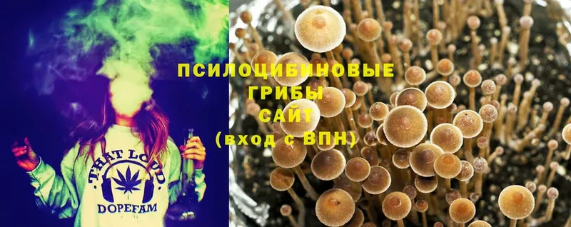 Псилоцибиновые грибы Psilocybine cubensis  мега ССЫЛКА  Алушта 